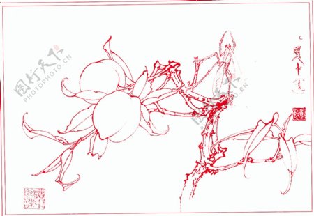 白描桃树螳螂图片