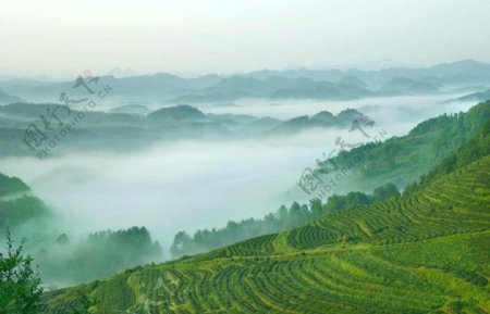 茶山雾气弥漫风景图片