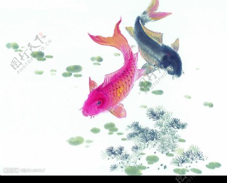 中国画鱼20图片