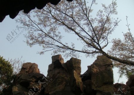 扬州花树与假山图片