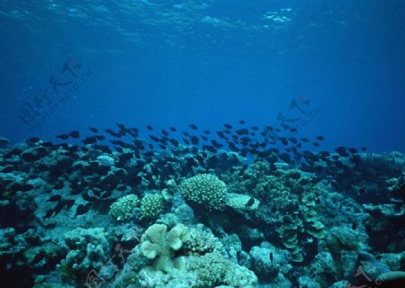 深海海洋鱼群海底珊瑚图片