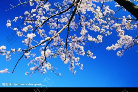 梅花湛蓝天空高清图片