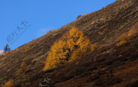 高原风光金色的树蓝天图片