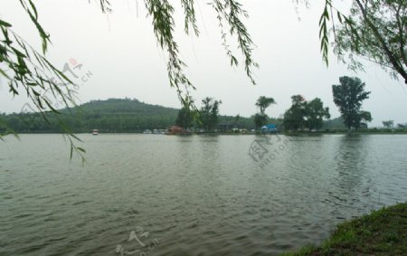 莲花湖柳岸图片