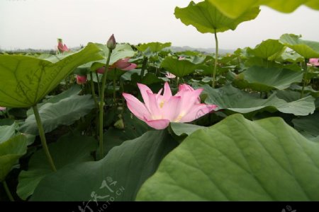台南白河蓮花攝影图片