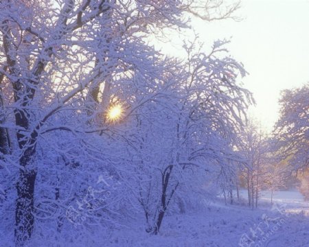 雪地树木图片