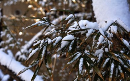 雪挂竹叶图片