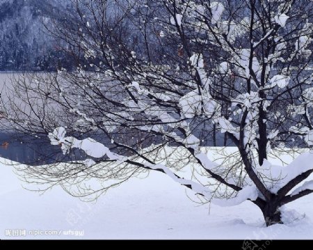 白色冬景树图片