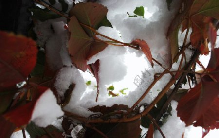 雪堆向外看图片