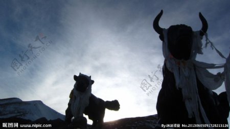 米拉山口牦牛图片
