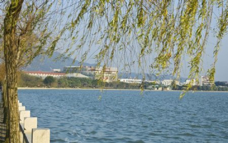 泉州西湖公园湖畔的柳条图片