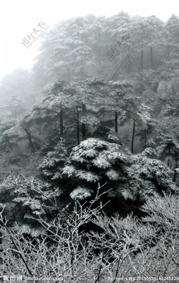 冬天的松树松树林图片