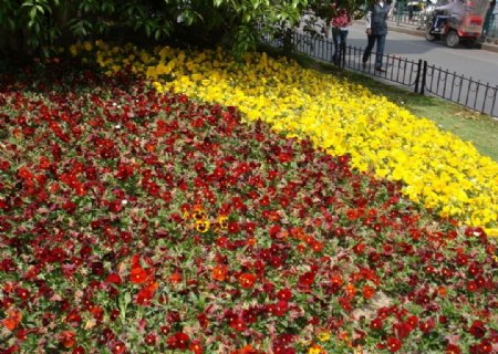 花园围丛花图片