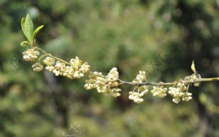 春芽小树芽嫩叶含苞待放花骨朵白色小花图片