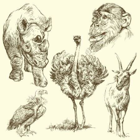 素描野生动物图片