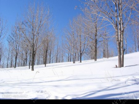 林场雪景图片