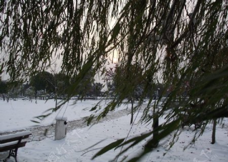下雪的早晨图片