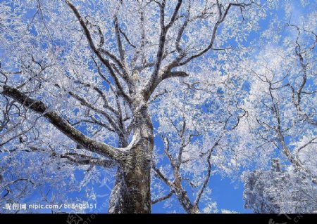 冬景迷人冰霜树图片