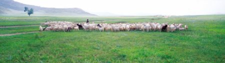 草地放牧羊图片