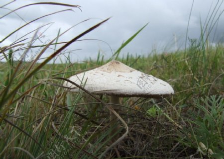 蘑菇草原图片