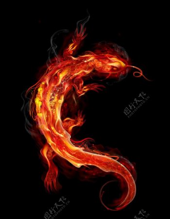 燃烧的火焰蜥蜴图片