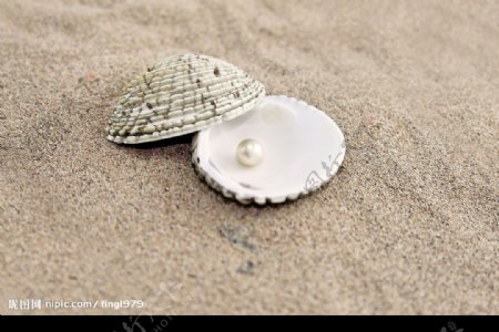 沙地贝壳珍珠图片