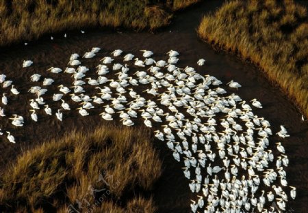 白鹈鹕群聚集密西西比河图片