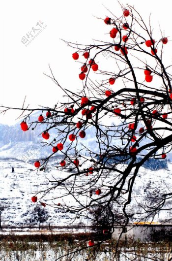 雪景映柿红图片