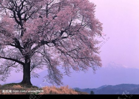 紫色天空下的大树图片