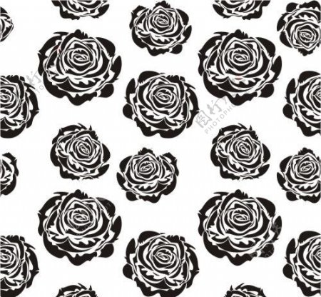黑白玫瑰连续图图片