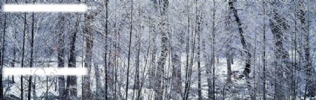 森林雪景图片