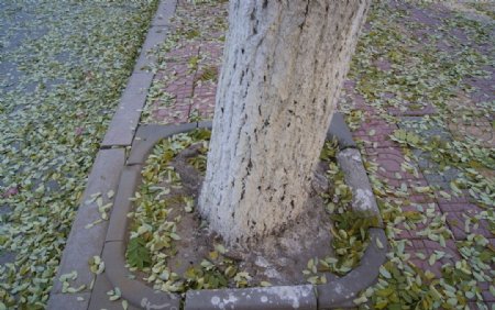 落叶缤纷之树下图片