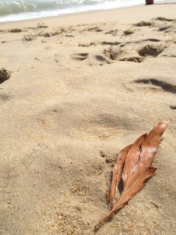 沙滩树叶图片