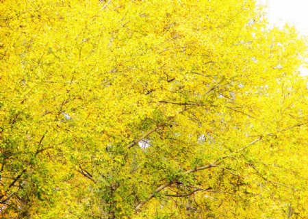 金黄色的杨树图片