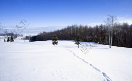 雪原和树林图片