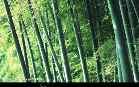 翠绿竹子风景图片