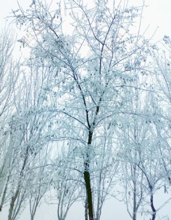 雪景图片