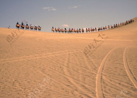 沙漠骆驼队图片