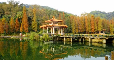 深圳仙湖植物园图片