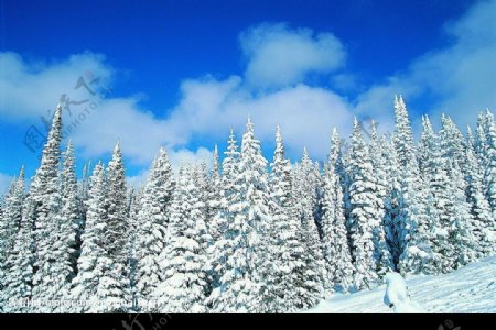 白雪皑皑图片