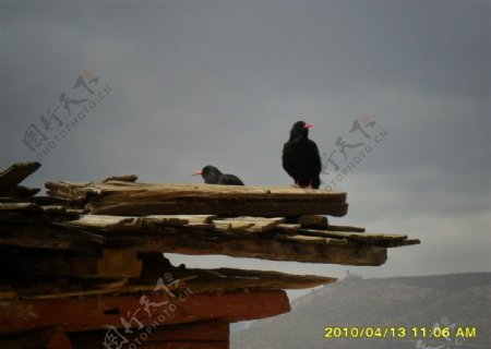 红嘴乌鸦图片