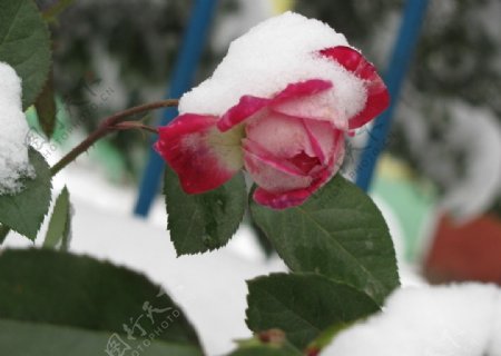 春雪红花图片