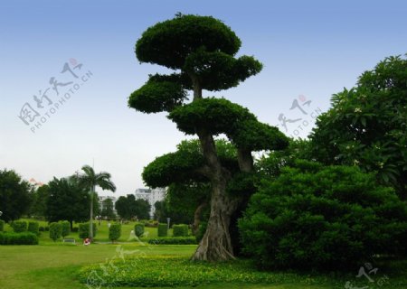 园艺式大树图片