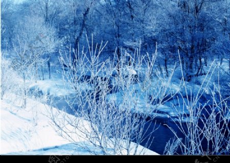 树林雪景图片