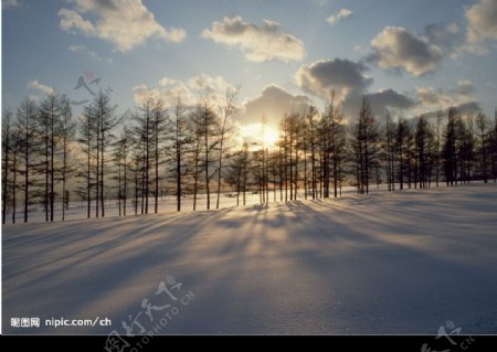阳光雪地树木图片