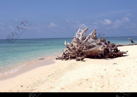 海滩上的树根图片