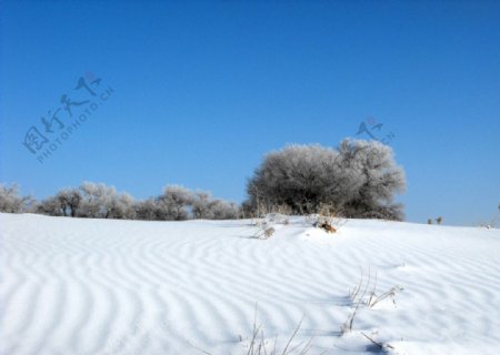 漠中雪图片