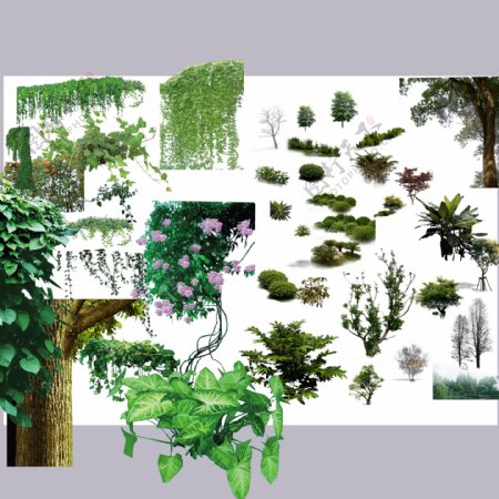 植物绿叶藤萝素材图片