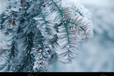 杉木雪景图片