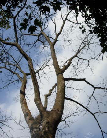 梧桐山的大树图片